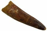Fossil Spinosaurus Tooth - Real Dinosaur Tooth #346908-1